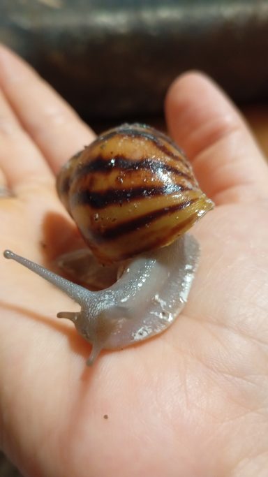 Archachatina marginata Suturalis silver Body